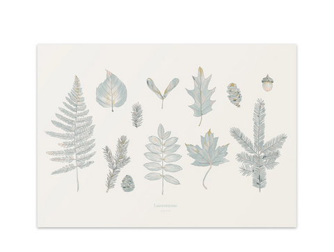 Baltic Club // Laurentian Forest Art Print